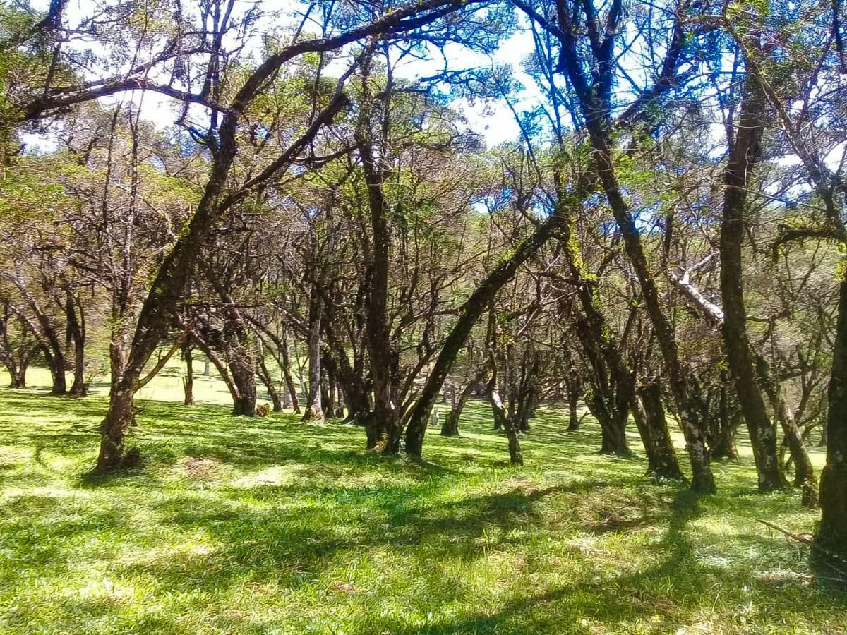 Sitio Refugio Das Araucarias Гонсалвис Экстерьер фото